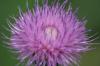 <img100*0:stuff/z/73640/Texas%2520Thistle/i1264982773_12.jpg>