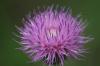 <img100*0:stuff/z/73640/Texas%2520Thistle/i1264982773_13.jpg>