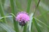 <img100*0:stuff/z/73640/Texas%2520Thistle/i1264982773_14.jpg>