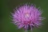 <img100*0:stuff/z/73640/Texas%2520Thistle/i1264982773_15.jpg>