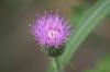 <img100*0:stuff/z/73640/Texas%2520Thistle/i1264982773_6.jpg>