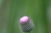 <img100*0:stuff/z/73640/Texas%2520Thistle/i1264982773_7.jpg>