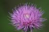 <img100*0:stuff/z/73640/Texas%2520Thistle/i1264982773_8.jpg>