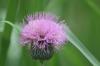 <img100*0:stuff/z/73640/Texas%2520Thistle/i1264982774_16.jpg>