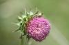 <img100*0:stuff/z/73640/Texas%2520Thistle/i1264983274_1.jpg>