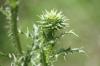 <img100*0:stuff/z/73640/Texas%2520Thistle/i1264983274_2.jpg>