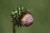 <img100*0:stuff/z/73640/Texas%2520Thistle/i1264983274_3.jpg>