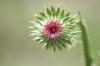 <img100*0:stuff/z/73640/Texas%2520Thistle/i1264983275_11.jpg>