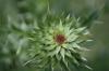 <img100*0:stuff/z/73640/Texas%2520Thistle/i1264983275_12.jpg>