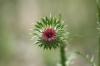 <img100*0:stuff/z/73640/Texas%2520Thistle/i1264983275_17.jpg>