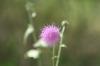 <img100*0:stuff/z/73640/Texas%2520Thistle/i1264983275_18.jpg>