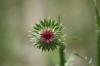 <img100*0:stuff/z/73640/Texas%2520Thistle/i1264983275_20.jpg>