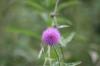 <img100*0:stuff/z/73640/Texas%2520Thistle/i1264983275_21.jpg>