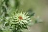 <img100*0:stuff/z/73640/Texas%2520Thistle/i1264983275_5.jpg>