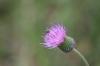 <img100*0:stuff/z/73640/Texas%2520Thistle/i1264983275_7.jpg>