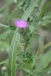 <img100*0:stuff/z/73640/Texas%2520Thistle/i1264983924_4.jpg>