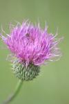 <img100*0:stuff/z/73640/Texas%2520Thistle/i1264983924_5.jpg>