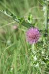 <img100*0:stuff/z/73640/Texas%2520Thistle/i1264983924_6.jpg>