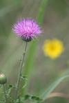 <img100*0:stuff/z/73640/Texas%2520Thistle/i1264983925_7.jpg>