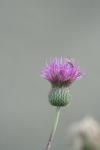 <img100*0:stuff/z/73640/Texas%2520Thistle/i1264983927_11.jpg>