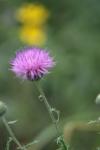 <img100*0:stuff/z/73640/Texas%2520Thistle/i1264983927_12.jpg>