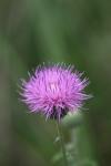 <img100*0:stuff/z/73640/Texas%2520Thistle/i1264983927_13.jpg>