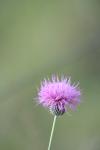 <img100*0:stuff/z/73640/Texas%2520Thistle/i1264983927_14.jpg>