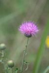 <img100*0:stuff/z/73640/Texas%2520Thistle/i1264983927_15.jpg>