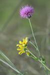 <img100*0:stuff/z/73640/Texas%2520Thistle/i1264983928_16.jpg>