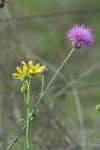 <img100*0:stuff/z/73640/Texas%2520Thistle/i1264983928_18.jpg>