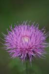 <img100*0:stuff/z/73640/Texas%2520Thistle/i1264984368_1.jpg>