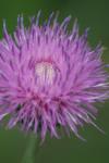 <img100*0:stuff/z/73640/Texas%2520Thistle/i1264984368_2.jpg>