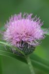 <img100*0:stuff/z/73640/Texas%2520Thistle/i1264984368_3.jpg>