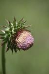 <img100*0:stuff/z/73640/Texas%2520Thistle/i1264984368_4.jpg>