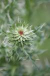 <img100*0:stuff/z/73640/Texas%2520Thistle/i1264984368_5.jpg>