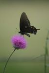 <img100*0:stuff/z/73640/Texas%2520Thistle/i1264984368_6.jpg>