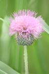 <img100*0:stuff/z/73640/Texas%2520Thistle/i1264984368_7.jpg>