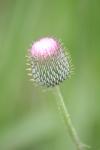 <img100*0:stuff/z/73640/Texas%2520Thistle/i1264984368_8.jpg>