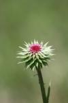 <img100*0:stuff/z/73640/Texas%2520Thistle/i1264984368_9.jpg>