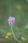 <img100*0:stuff/z/73640/Texas%2520Thistle/i1264984369_10.jpg>