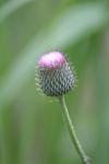 <img100*0:stuff/z/73640/Texas%2520Thistle/i1264984369_11.jpg>