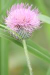 <img100*0:stuff/z/73640/Texas%2520Thistle/i1264984369_12.jpg>