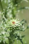 <img100*0:stuff/z/73640/Texas%2520Thistle/i1264984369_13.jpg>