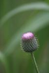 <img100*0:stuff/z/73640/Texas%2520Thistle/i1264984369_15.jpg>