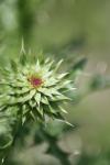 <img100*0:stuff/z/73640/Texas%2520Thistle/i1264984369_17.jpg>