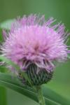 <img100*0:stuff/z/73640/Texas%2520Thistle/i1264984369_19.jpg>