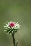 <img100*0:stuff/z/73640/Texas%2520Thistle/i1264984369_20.jpg>