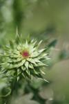 <img100*0:stuff/z/73640/Texas%2520Thistle/i1264984369_21.jpg>