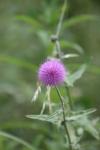 <img100*0:stuff/z/73640/Texas%2520Thistle/i1264984370_22.jpg>