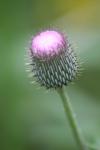 <img100*0:stuff/z/73640/Texas%2520Thistle/i1264984370_23.jpg>